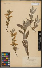 Foto von Salix alba L.